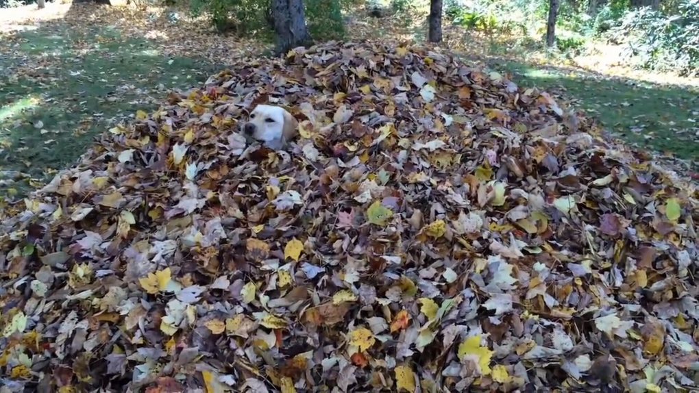 A lab in a pile of autumn leaves. (File)