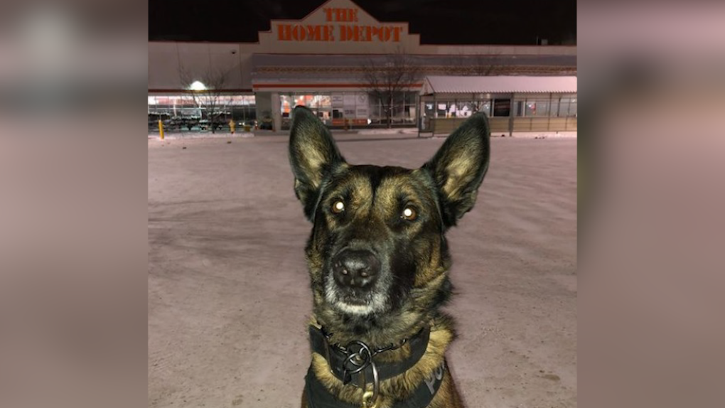 Bender, a dog with the EPS Canine Unit. (Source: EPS)