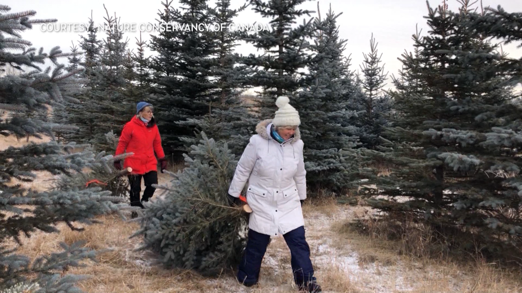 Volunteers harvesting Colorado blue spruce trees near Red Deer. Sunday Dec. 5, 2021 (Source: Nature Conservancy of Canada)