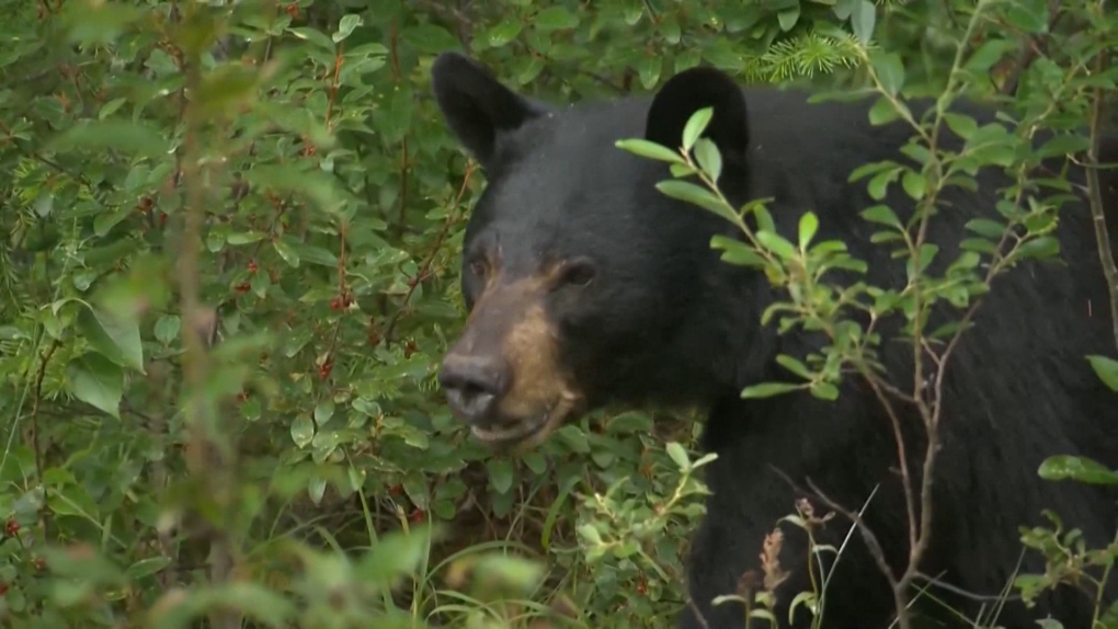 A black bear is seen in an undated file photo.