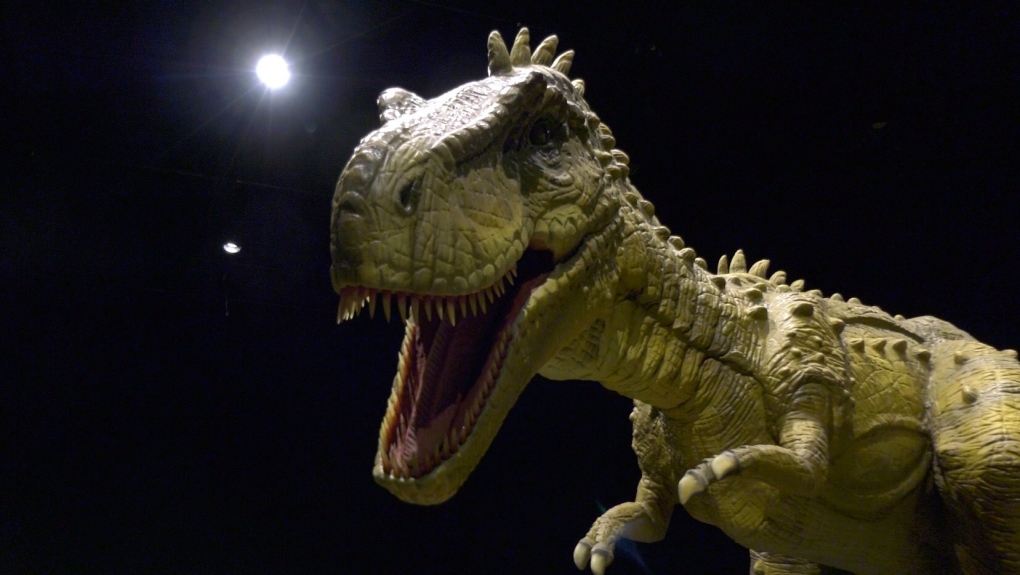 Telus World of Science will once again welcome members of the public through its doors. Visitors can take in the new feature exhibit, Expedition: Dinosaurs until October. (CTV News Edmonton)