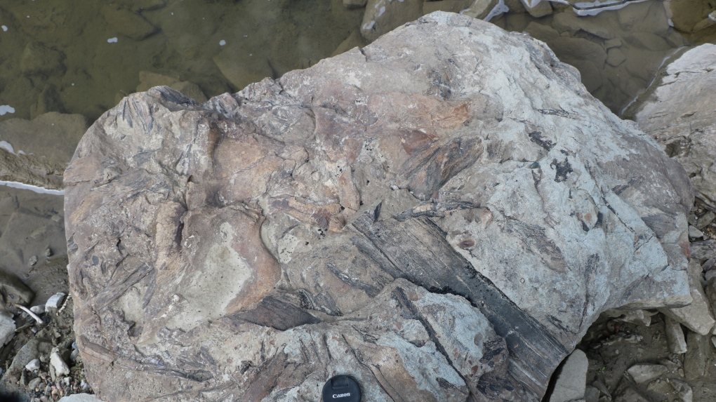 A University of Alberta researcher discovered this fossilized skull in northern Alberta in 2019. (Source: Corwin Sullivan)