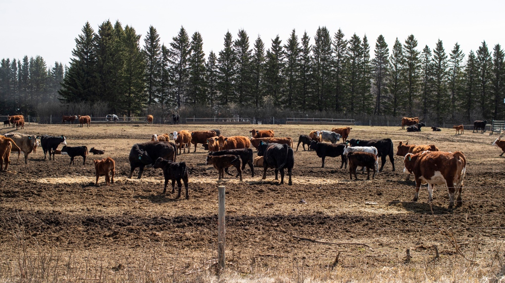 Cattle roam in a filed where there will be a potential feedlot near Pigeon Lake Alta, on Sunday May 1, 2022. 2022. Thousands of Alberta cottagers and homeowners are waiting nervously to see if a provincial regulator will allow a large feedlot to be developed near the popular and environmentally fragile recreational lake. THE CANADIAN PRESS/Jason Franson