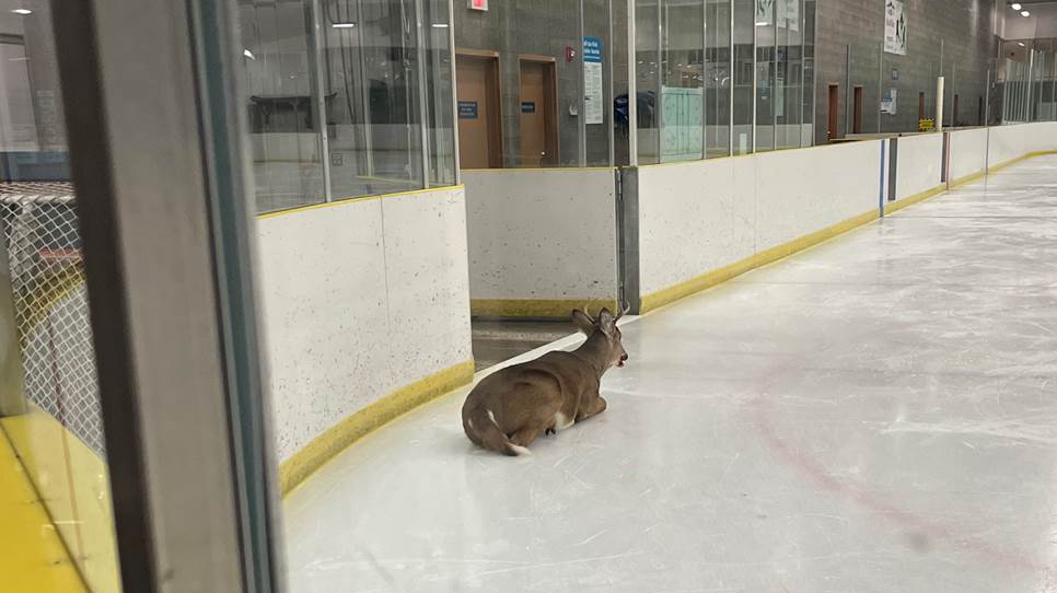 A deer on the ice of the Ardrossan Recreation Complex in Strathcona County in November 2022 (Supplied.)