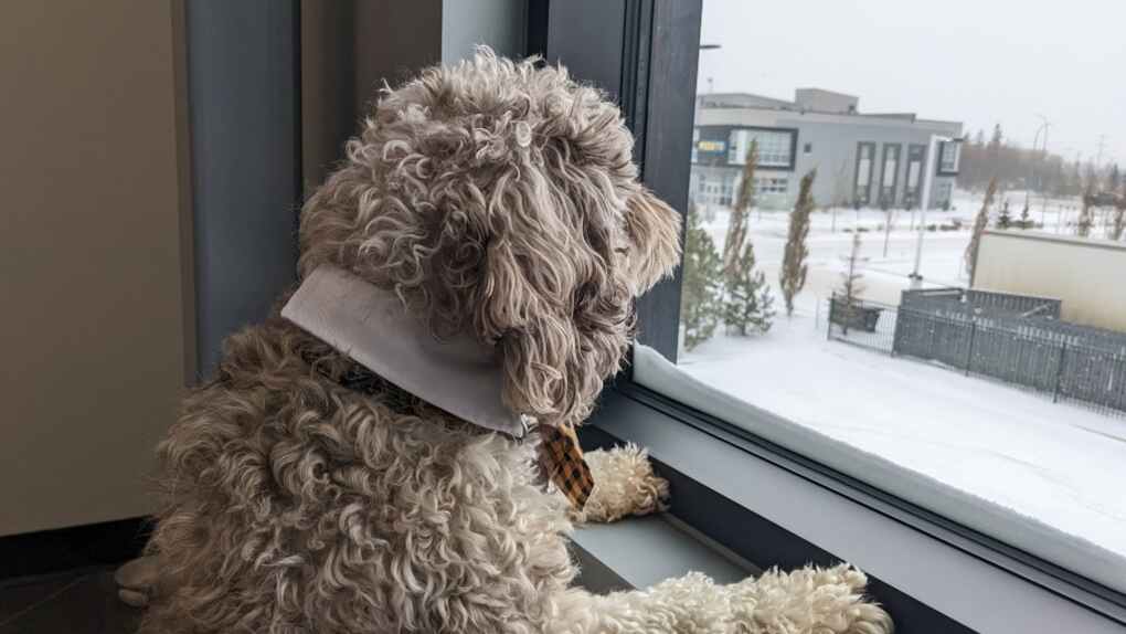 Sully the Cocker Spaniel Poodle mix looks out the window of his Edmonton office. (Credit: Stephanie Reddecliff)
