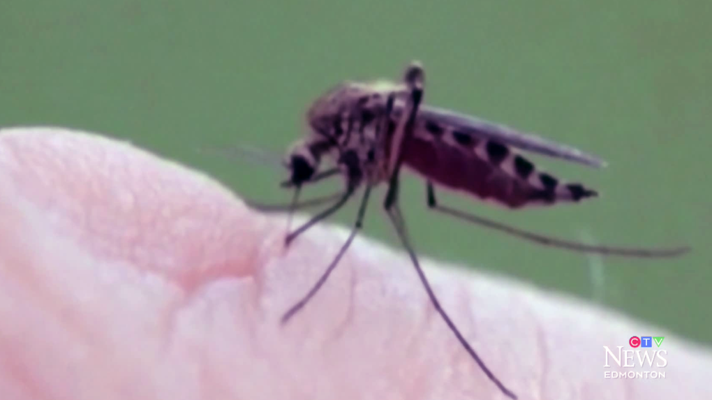 Stealthy, small, ankle-biting mosquitoes out in full force: Edmonton bug  expert - Edmonton