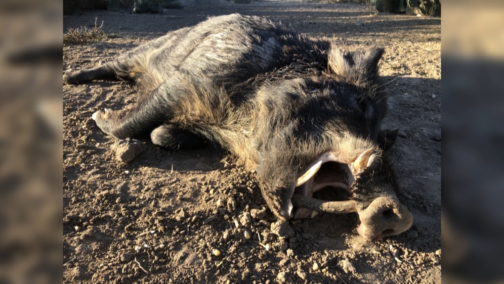 Alberta going after wild boars