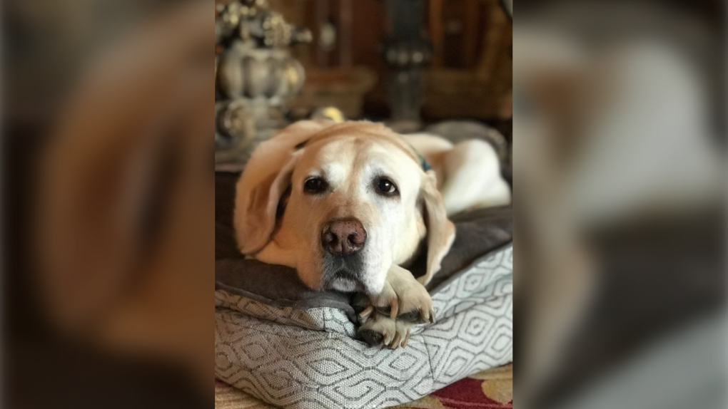 Smudge the Fairmont MacDonald canine ambassador died at 14. (Source: Instagram/Garrett Turta)