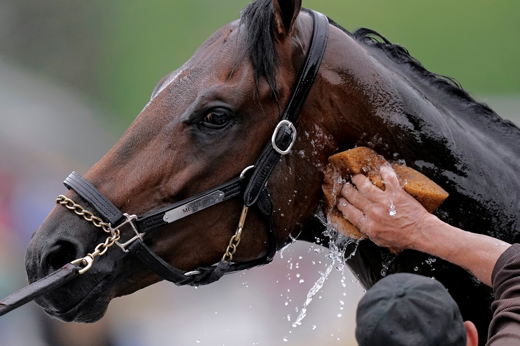 Messier, the heralded racehorse, has many of the traits of his famous
