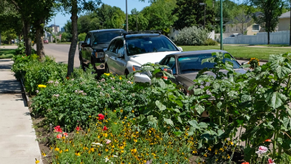 The City of Edmonton's website uses this photo from the City of Saskatoon as an example of a boulevard garden. (Source: Edmonton.ca)