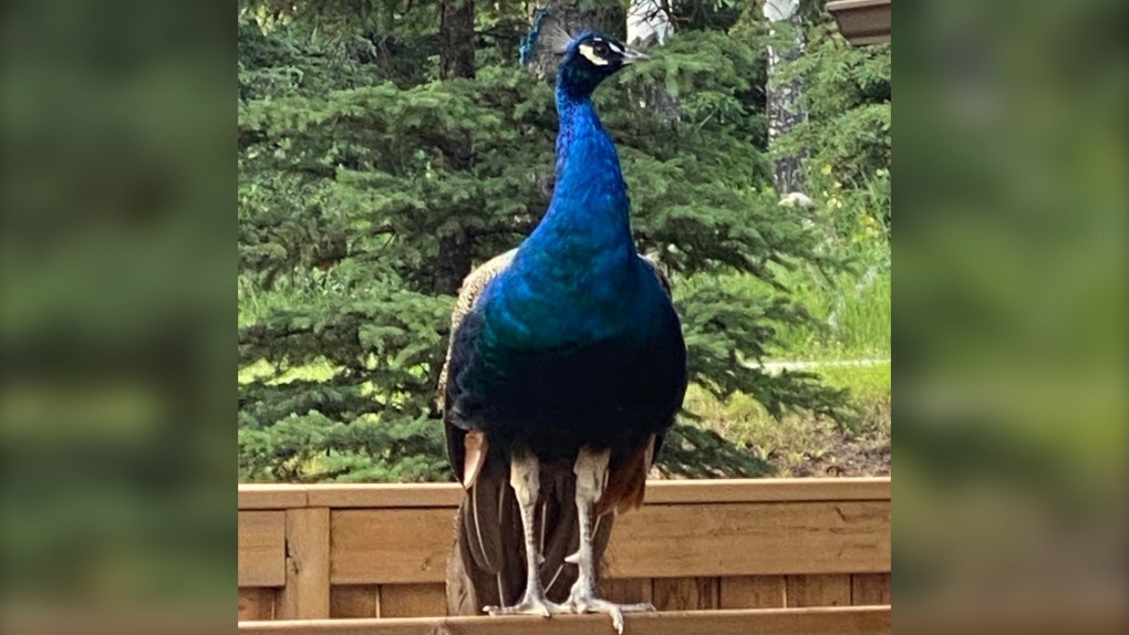 This peacock was euthanized days after it was first spotted in Jasper National Park. (Karl Peetoom)