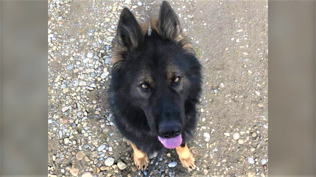 RCMP Police Service Dog Kitzel in a photo from 2020 (Source: Alberta RCMP).