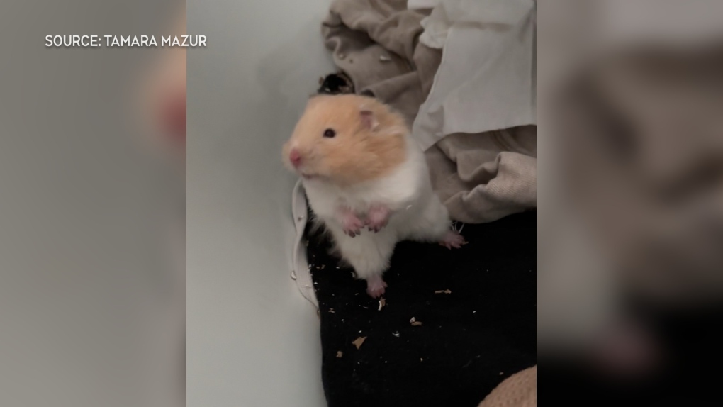 Tamara Mazur searching for house owners of lacking hamster ‘Alfred the Adventurer’