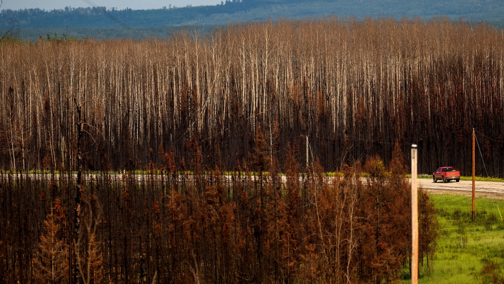 A truck drives past scorched trees in the East Prairie Métis Settlement, Alberta, on Tuesday, July 4, 2023. The settlement, whose residents trace their ancestry to European and Indigenous people, lost 14 homes during the May wildfire, according to Chair Raymond Supernault. (AP Photo/Noah Berger)