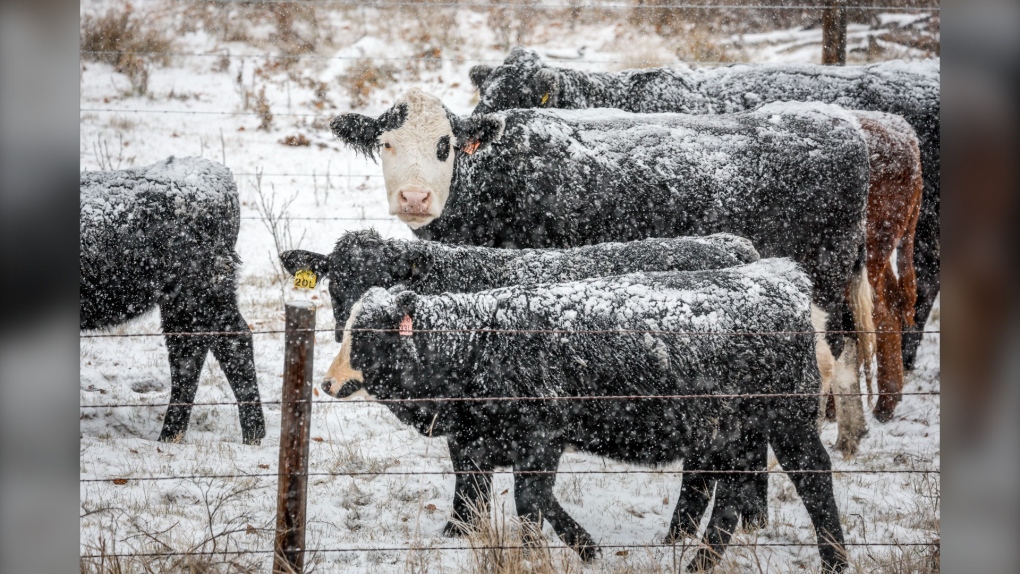 Snow-covered cattle stand in a pasture near Didsbury, Alta., Monday, Oct. 23, 2023. It could be a long, lean winter in cattle country, as drought-ravaged western Canadian ranchers struggle to secure enough feed to get their livestock through the cold months. (THE CANADIAN PRESS/Jeff McIntosh)