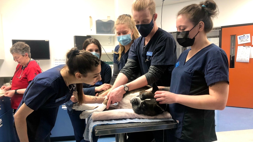 Veterinary students and staff at NAIT prepare Scotty for a blood donation on Saturday, April 1, 2023 (CTV News Edmonton/John Hanson).