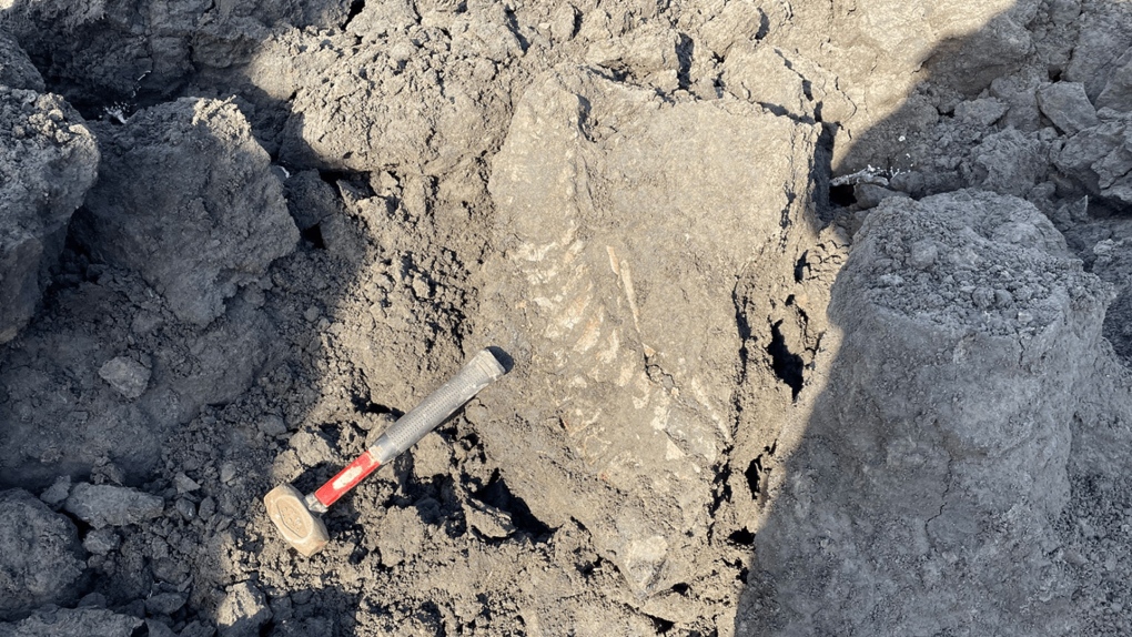 Plesiosaur fossil discovered at the Syncrude Mildred Lake Mine. (Source: Suncor.com)