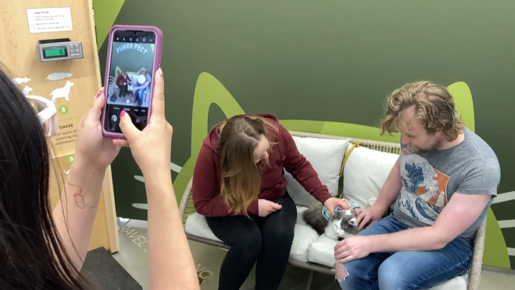 Instagram celebrity, Gary the Cat, was in west Edmonton on Saturday to meet his fans and help raise money for a local animal rescue. (Dave Mitchell/CTV News Edmonton) 
