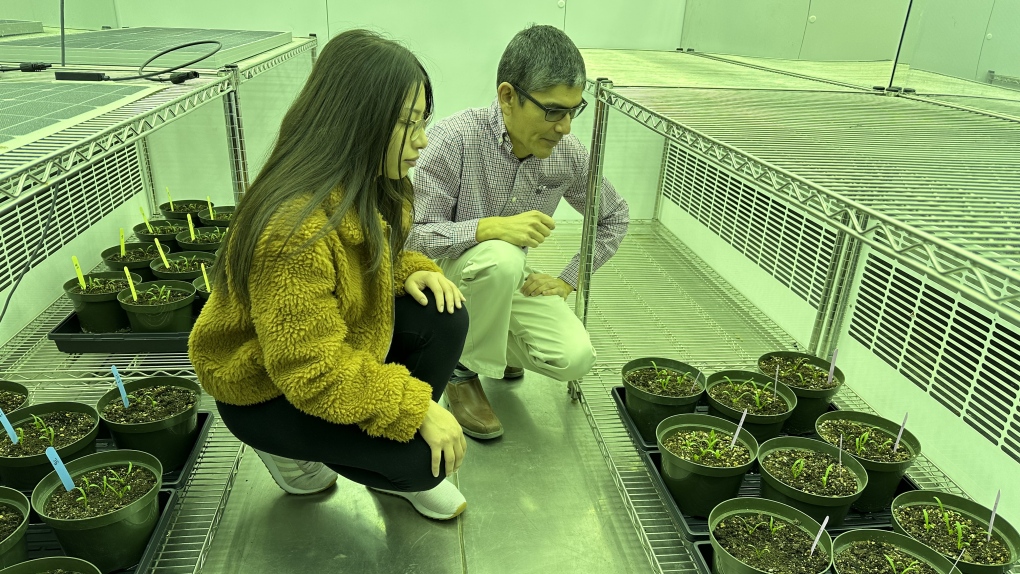 Guillermo Hernandez, right, a soil scientist, and Camila Quiroz, a research intern from Peru, and look over their plants in a research room at the University of Alberta in Edmonton in this undated handout photo. (Guillermo Hernandez, University of Alberta