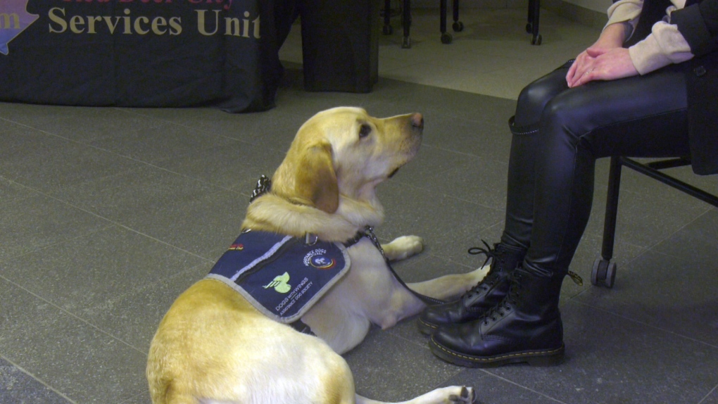 Argo, the facility dog at Red Deer Victim Services on Jan. 18, 2024. (Adel Ahmed/CTV News Edmonton)