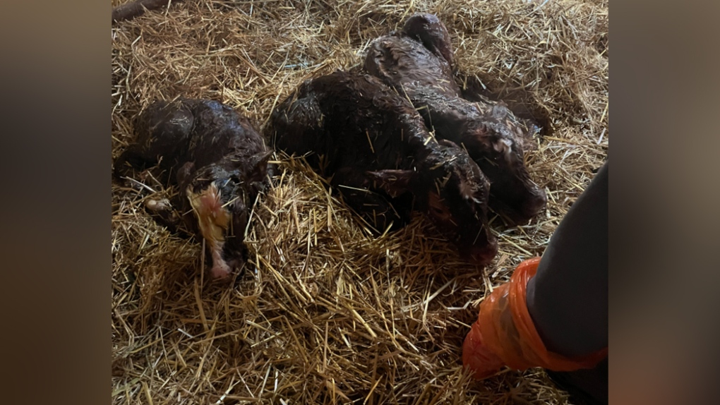 Nella fattoria dell'Alberta sono nati vitelli tripli