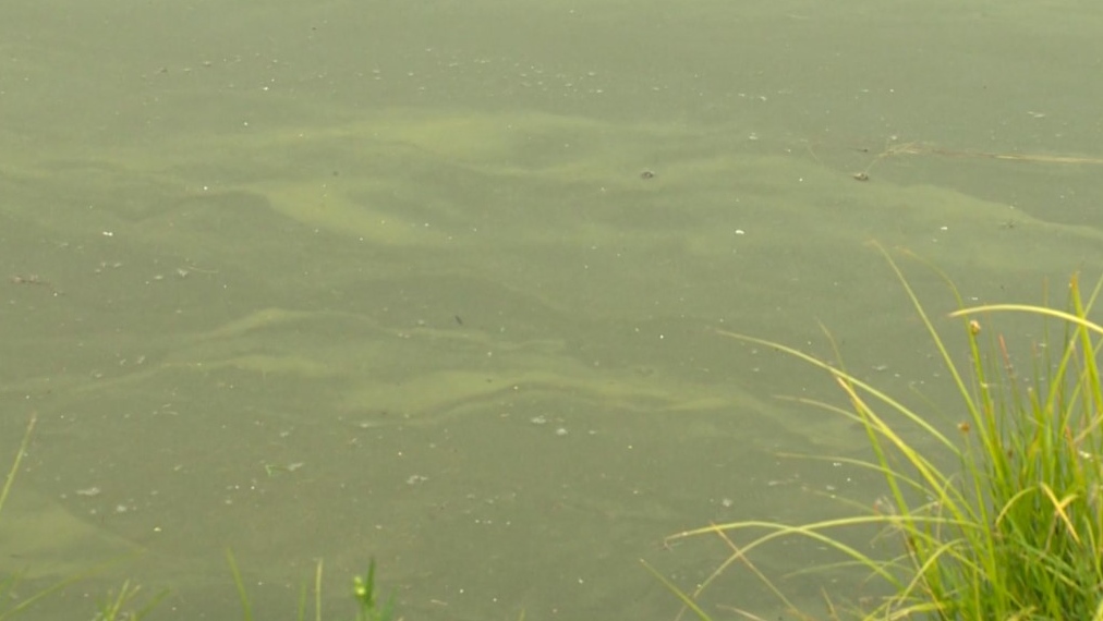 Blue-green algae: Alberta's Wabamun Lake under health advisory | CTV News