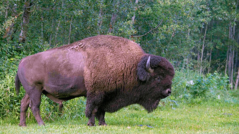 Poachers kill two bison at Elk Island National Park | CTV Edmonton News