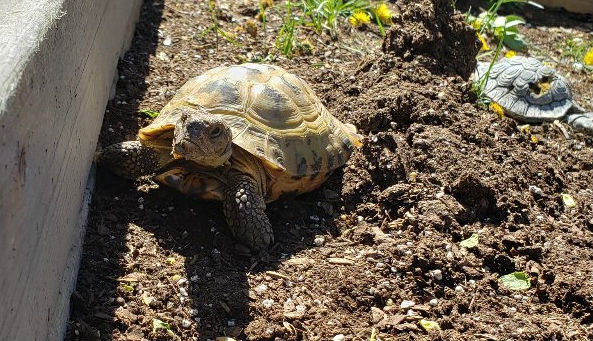 Vladimir the tortoise