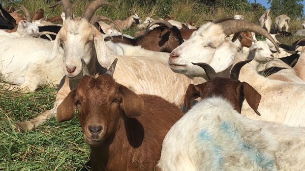 Rundle Park goats