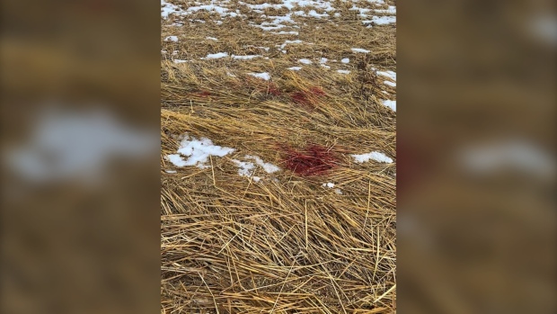Blood trail left in pig killing