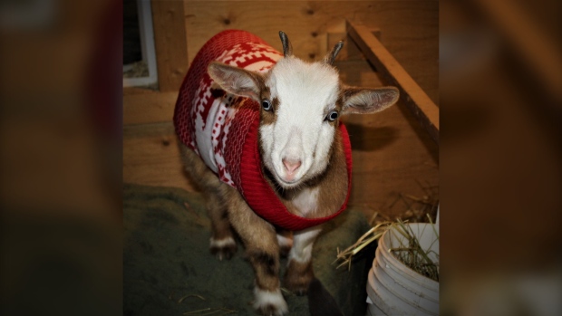 Goat wearing a famjamjam sweater