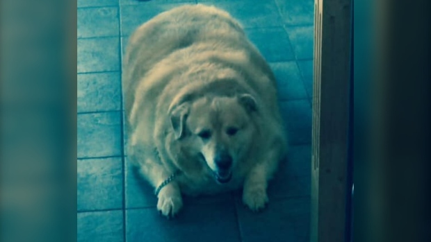 Kai the obese dog