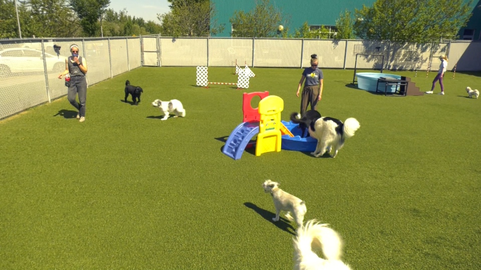 Edmonton Humane Society, dogs