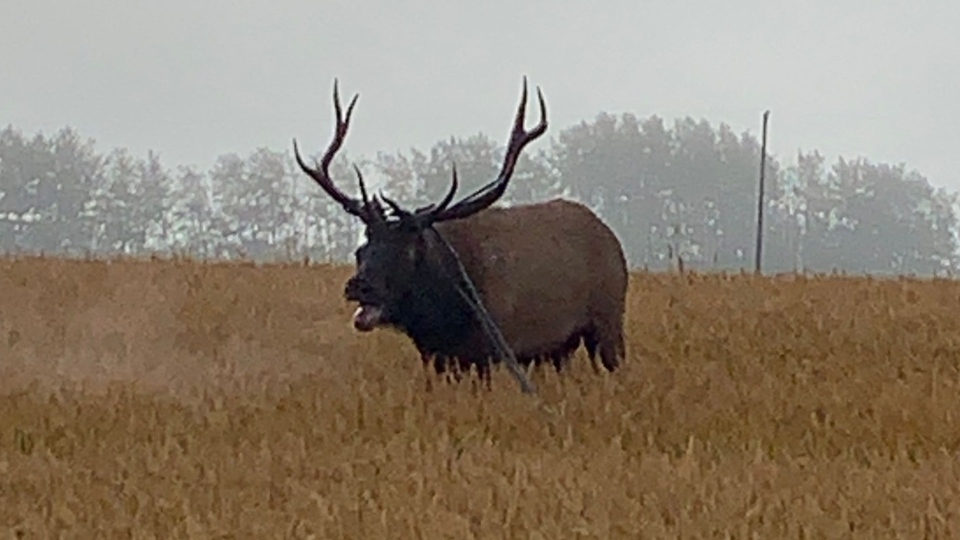 entangled elk Grande Prairie